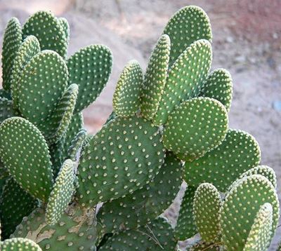 Alien eradication: Get rid of these cacti!